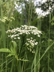 Aegopodium podagraria