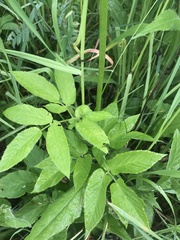 Aegopodium podagraria