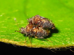 Chauliops fallax