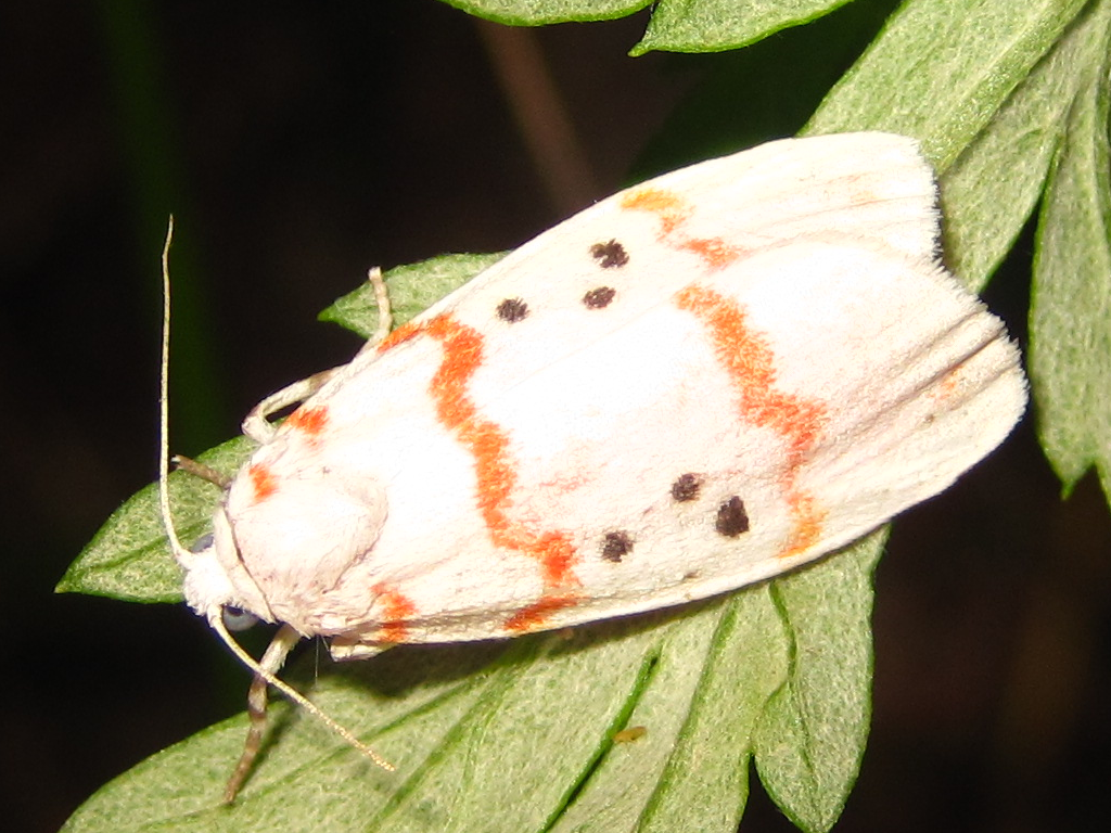 Cyana alba