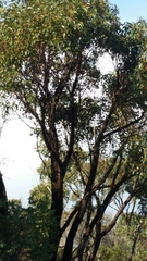 Eucalyptus marginata marginata