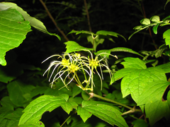 Clematis trichotoma