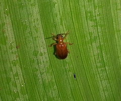 Coleoptera