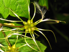 Clematis trichotoma