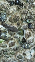 Oedoparena