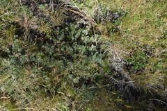 Potentilla candicans
