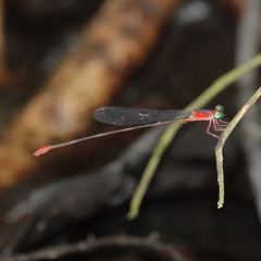 Teinobasis ruficollis