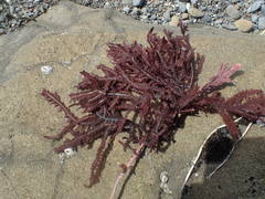 Neoptilota densa