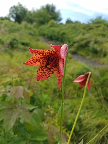 Image of Bell Lily by (c) Bob Schwartz, some rights reserved (CC BY)