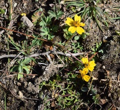 Bidens anthemoides