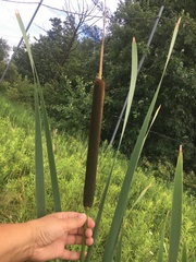 Typha × glauca