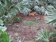 Passerina ciris ciris