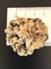 Hydnoplicata convoluta