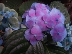 Hydrangea macrophylla