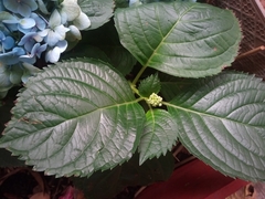 Hydrangea macrophylla