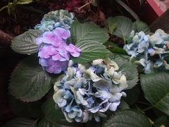 Hydrangea macrophylla