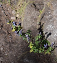 Salvia helianthemifolia