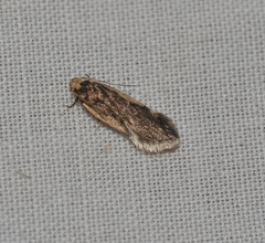 Hoplostega ochroma