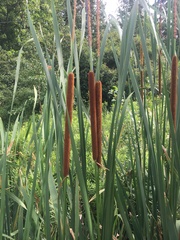 Typha × glauca
