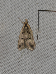 Atheropla decaspila