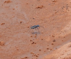 Ellipsoptera marutha