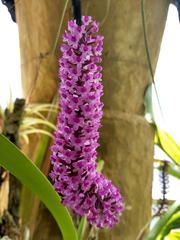 Arpophyllum giganteum