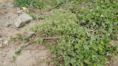 Mentzelia micrantha