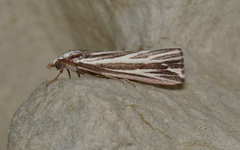 Rhynchopsota delogramma