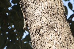 Sceloporus albiventris