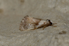 Philenora malthaca
