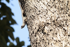 Sceloporus albiventris