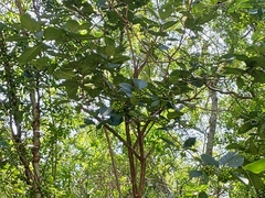 Ehretia dicksonii