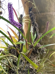 Arpophyllum giganteum