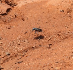 Ellipsoptera marutha