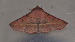 Oenochroma barcodificata