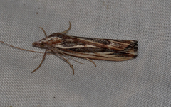 Rhynchopsota delogramma