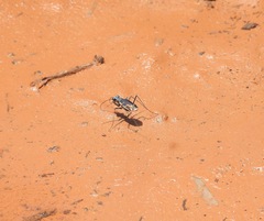 Ellipsoptera marutha