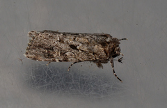 Ectopatria