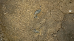 Uroplectes triangulifer