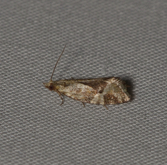 Euphona euphona