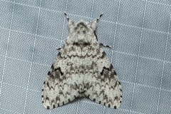 Lymantria hollowayi