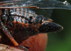 Okanagana occidentalis