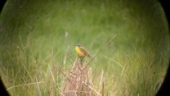 Motacilla flava flava