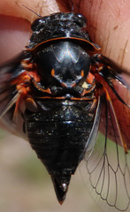 Okanagana occidentalis