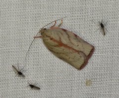 Euchaetis inceptella