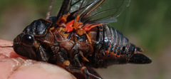 Okanagana occidentalis