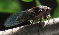 Okanagana occidentalis