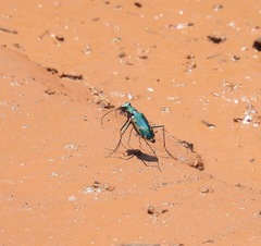 Ellipsoptera marutha