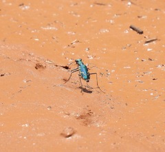 Ellipsoptera marutha