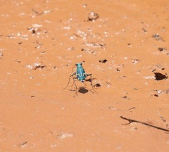 Ellipsoptera marutha